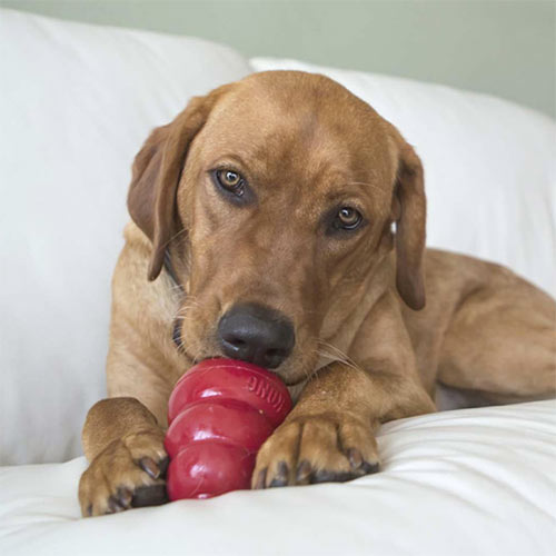 kong-classic-dog-treat-toy