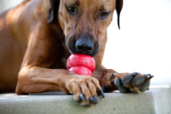 kong-classic_dog1_800x