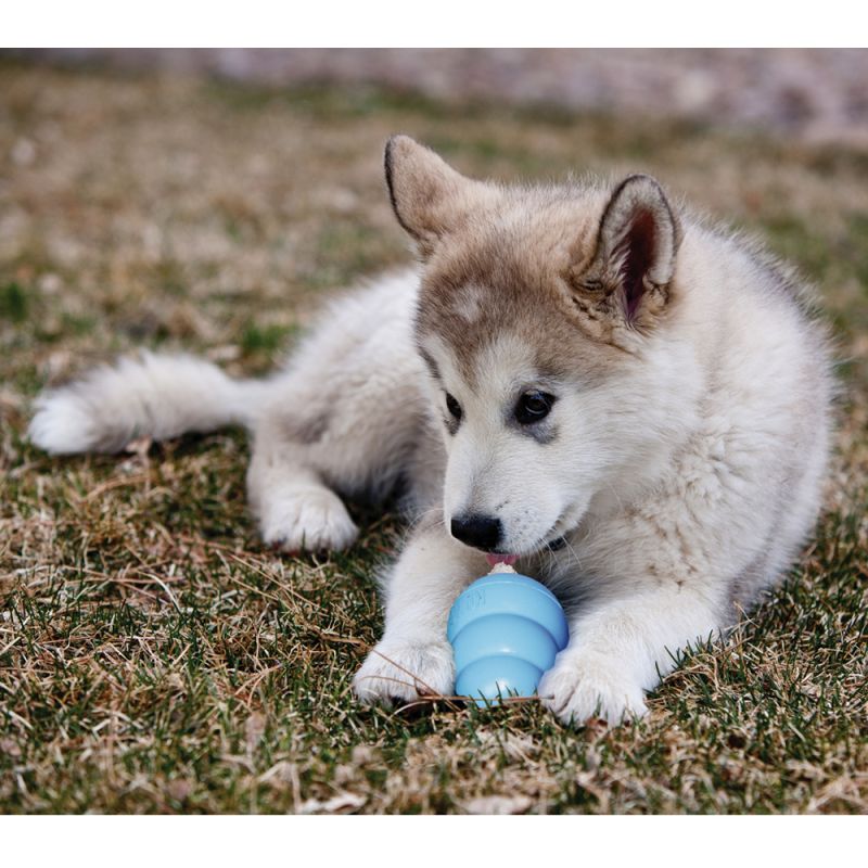 66215_kong_puppy_hellblau_s_lifestyle_3-407051a6-c153-4d88-a35e-504c5866ffb7