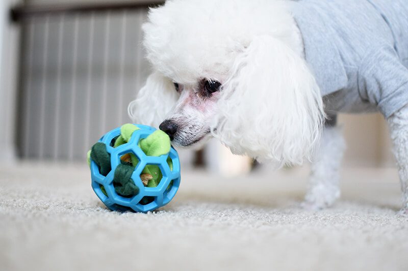 Snuffle-Toy-3 (1)